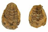 Lot: Fossil Calymene Trilobite Nodules - Pieces #106716-3